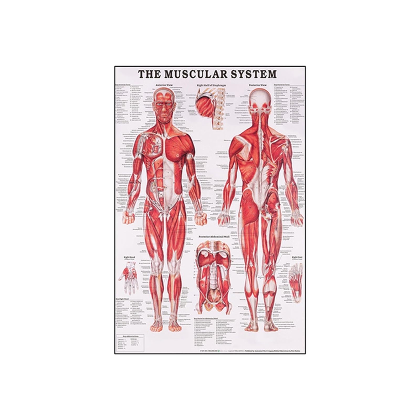 Anatomia człowieka System mięśni Art Canvas Painting, Body Picture and Poster Decoration Medycyna rodzinna Edukacja, bezramowe(4,80X120cm Unframed)
