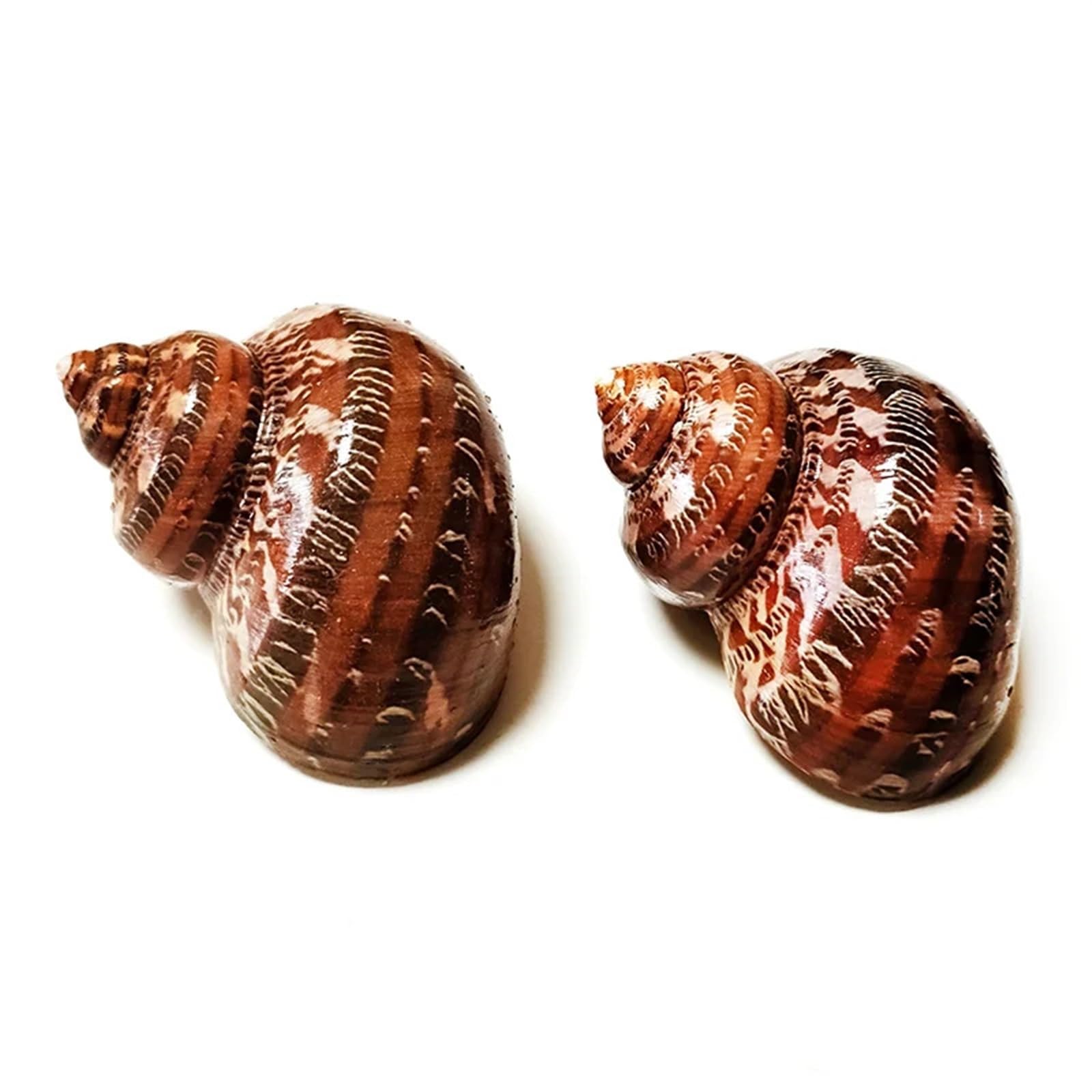 Muscheln 2 Stück Muscheln, braune Einsiedlerkrebse, Turbo-Muschel, Conch, echte Turbo-Petholatus-Ornamente, Dekoration for das Aquarium
