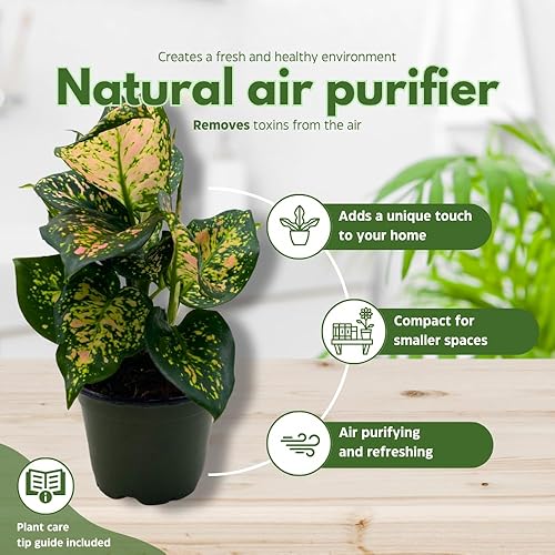 Miniatura 8 de BubbleBlooms Aglaonema Pink Dalmation Chinese Evergreen Lady Valentine en maceta de 4 pulgadas