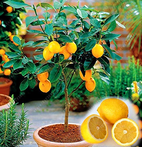 Seeds. 20pcs / Bag Fruit seeds Meyer Limone, exotic Citrus lemon tree fresh bonsai fruit seeds vegetables for the home garden: Only Seeds