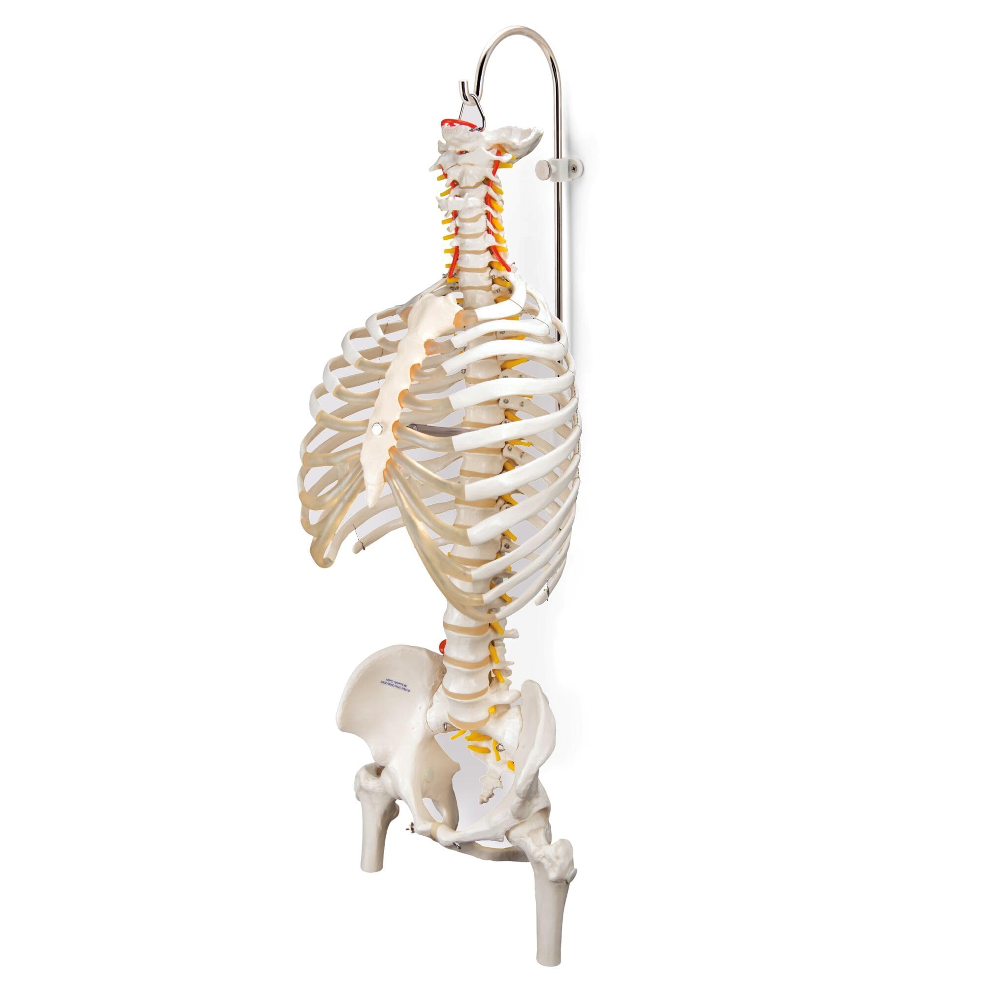 3B Scientific A59/8 Modello di Anatomia Umana Cavalletto per Colonna Vertebrale, Multifunzionale, in 3 Parti