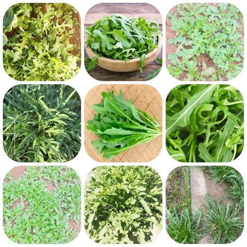 semillas de rúcula - maceta de bonsái plantas en macetas resistentes hierbas jardín semillas plantas Decoración balcón invernadero hortalizas hierbas camas elevadas para jardín 300pcs