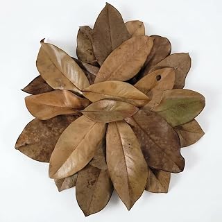 21 Leaves Magnolia Leaves | Bioactive Terrarium Substrate & Supply | Ships Fast from Texas