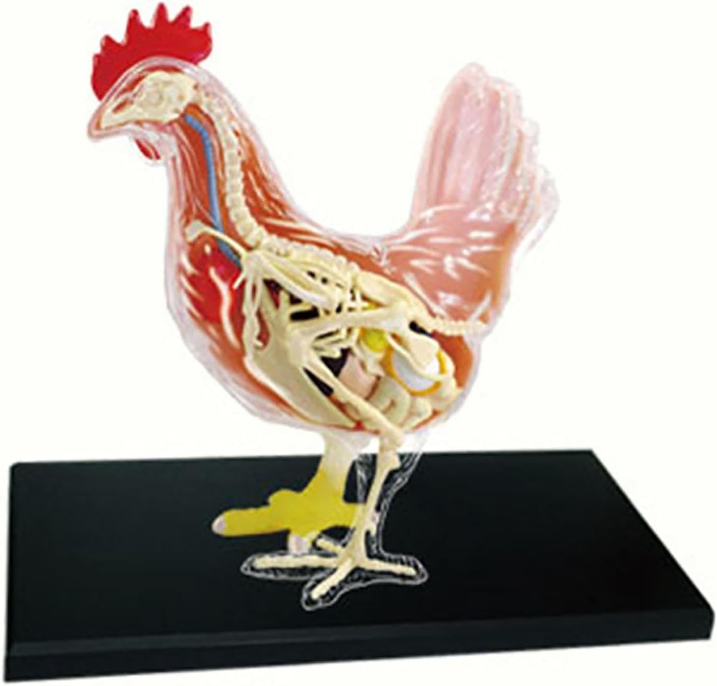Chicken Anatomy Model, Animal Viscera Research Organs Model, 32 Detachable Parts for Pet Clinic Veterinary Training School Teaching Demonstration.