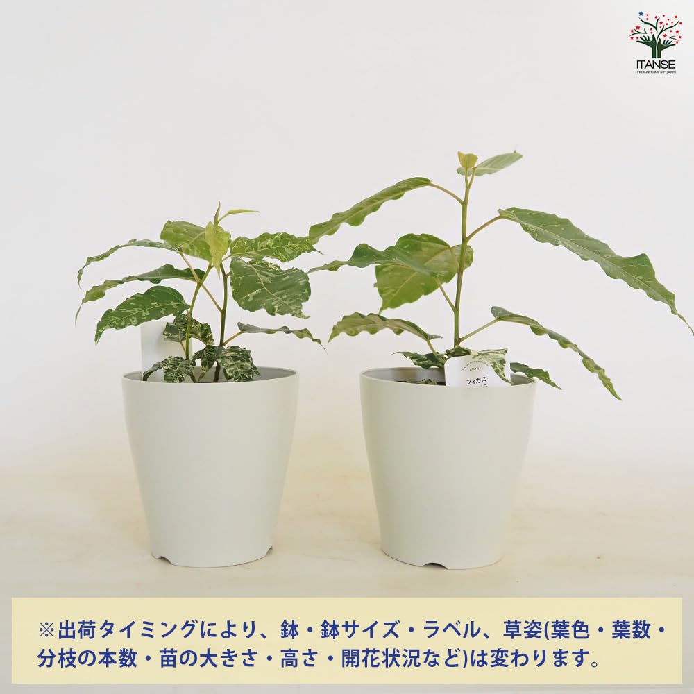 Amazon｜ITANSE フィカス アスペラ 4号 2個セット 観葉植物