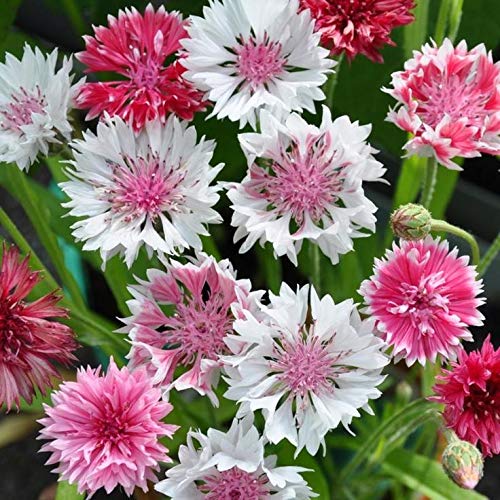 FIORDALISO MISCUGLIO ROMANTICO NR.200 SEMI