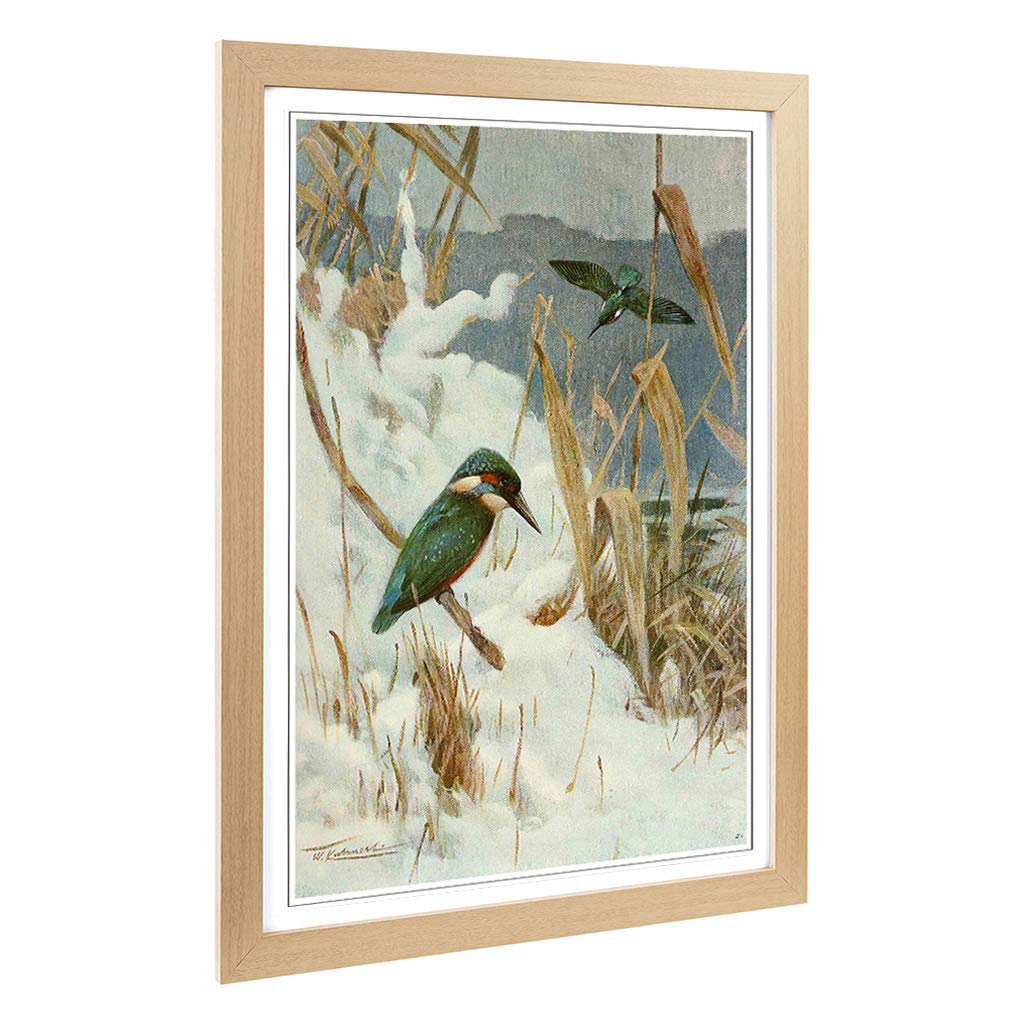 Big Box Art Framed Print of Vintage W Kuhnert Kingfisher Design | Wall Art Picture | Home Decor for Kitchen, Living, Dining Room, Bedroom, Hallway, Office, Oak, A2 / 24.5x18 Inch / 62x45cm
