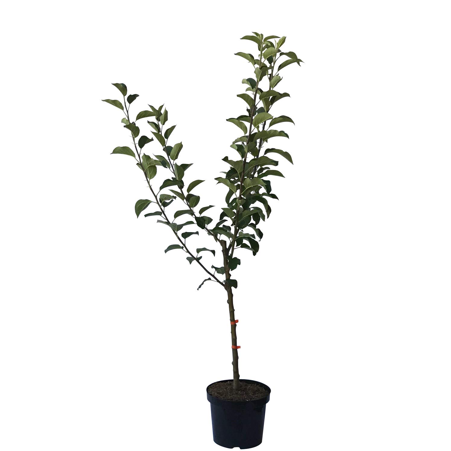 Familienbaum Vierling Apfelbaum mit den 4 Apfel Sorten Gala Elstar Cox Jonagold ca. 100-120 cm 7,5 L Topfballen M7