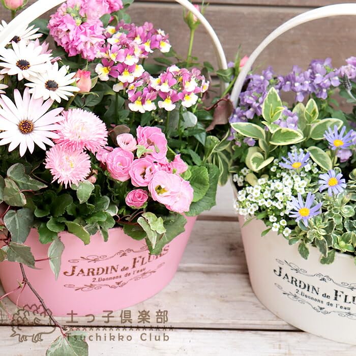 Amazon｜土っ子倶楽部 色を感じる！季節の寄せ植え 寄せ植え 鉢植え 春