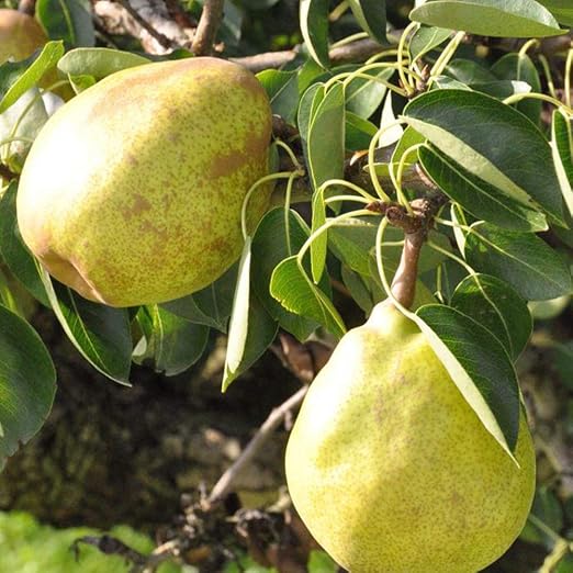 Amazon Co Jp 洋梨の苗木 品種 ラ フランス 品種で選べる果樹苗木 2年生 接木苗 15cmポット 平均樹高 60cm 1個 ポット植えなのでほぼ年中植付け可能 酸味が少なく甘くてジューシー 見た目は果皮が茶色くなったりとそこまで良くありませんが 濃厚な甘みとなめらか Amazon Co Jp 洋梨の苗木 品種 ラ フランス 品種で選べる果樹苗木 2年生 接木苗 15cmポット 平均樹高 60cm 1個 ポット植えなのでほぼ年中植付け可能 酸味が少なく甘くてジューシー 見た目は果皮が茶色くなったりとそこまで良くありませんが 濃厚な甘みとなめらか