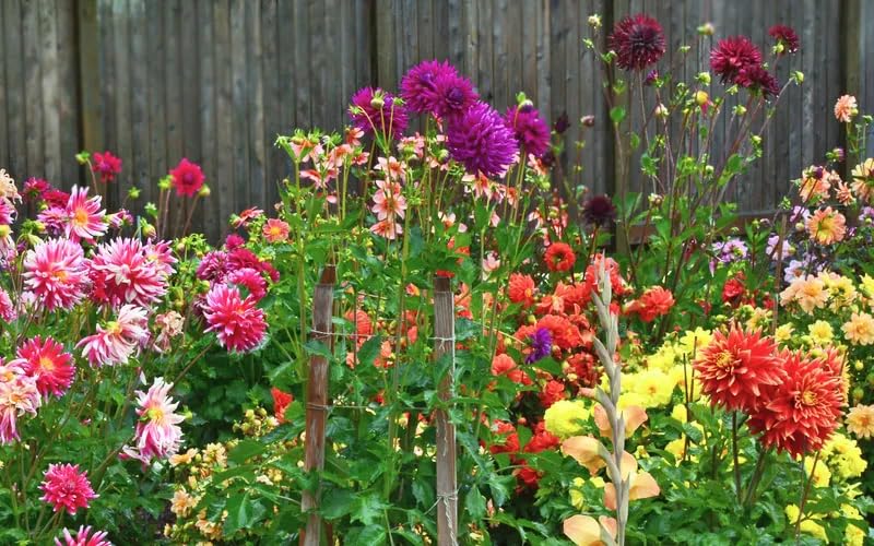 Image of Dahlia Flower Seeds for Planting - Vibrant Mixed Color Blooms, Easy to Grow Garden & Pot Flowers (Pack of 50 + Seed)