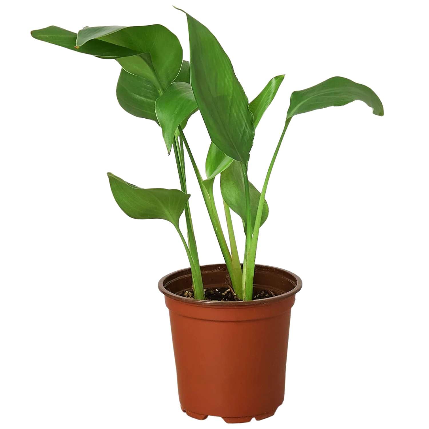 Thirsty Leaves White Bird of Paradise