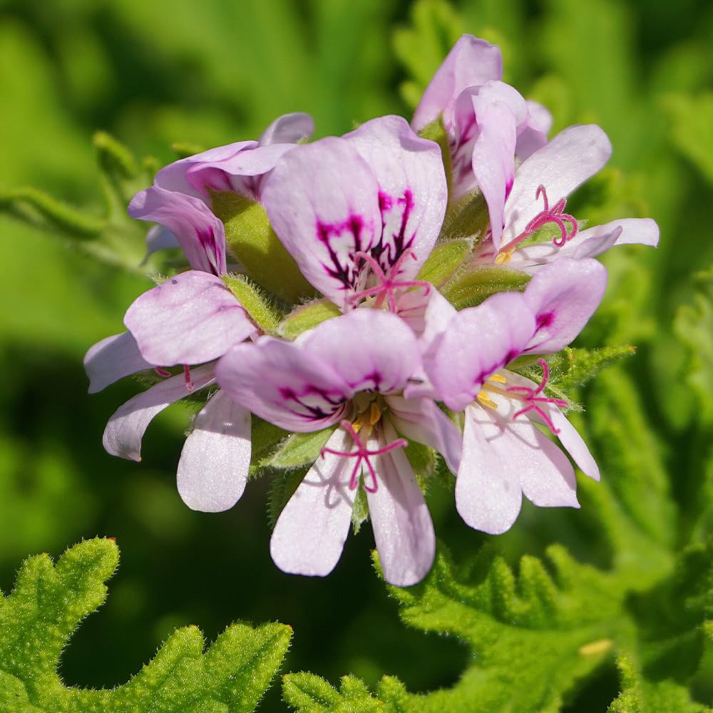 Amazon.co.jp: ITANSE ゼラニウム アッタルローズ 9cm 3個セット