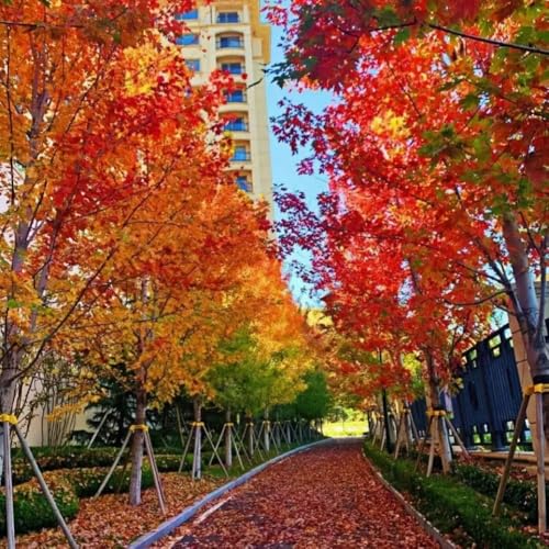 Red Maple Tree Seeds for Planting, 30+ Premium Non-GMO Heirloom Acer Rubrum Seeds, Hardy Fast-Growing Shade Tree, High Germination Rate, USA Native