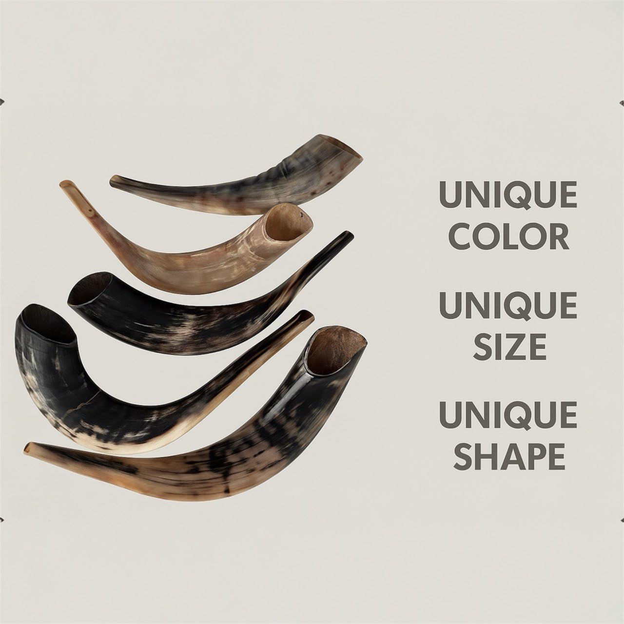 Schofar: Autentyczny i koszerny polerowany shofar Ramhorn z Izraela (30,5 cm – 35,6 cm)