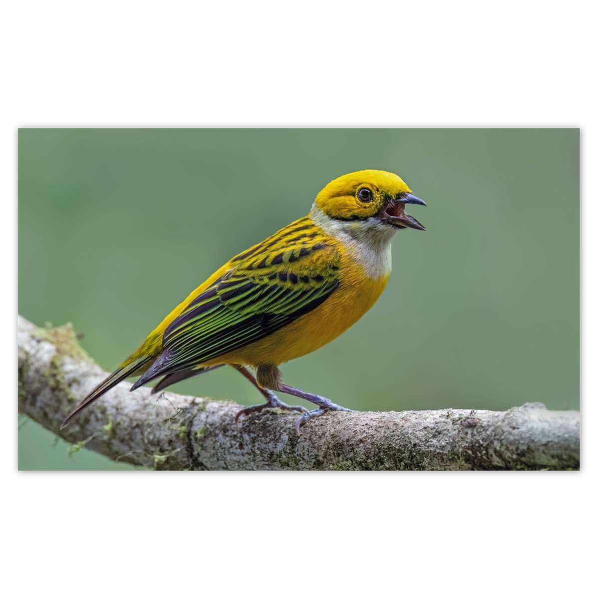 Papier peint non-tissé oiseau Tangara argenté pour masquer les défauts