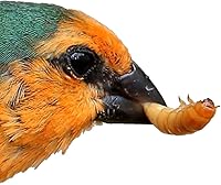 Vista 3 de Gusanos vivos a granel - 1000