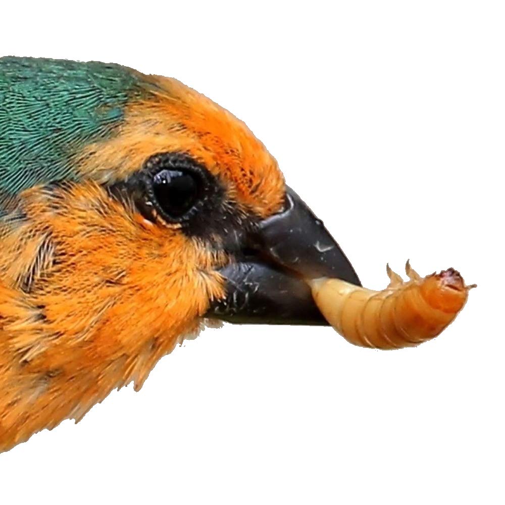 Vers De Farine Séchés Pour Oiseaux Du Jardin - 540 G, Flamingo, Riche En Protéines
