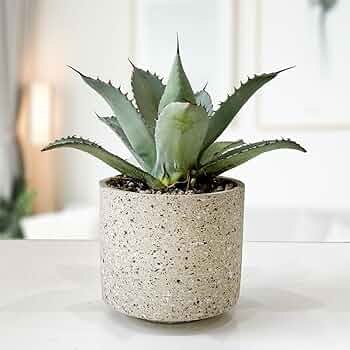 61CcgudiQeL._AC_UF350, 61CcgudiQeL._AC_UF350,