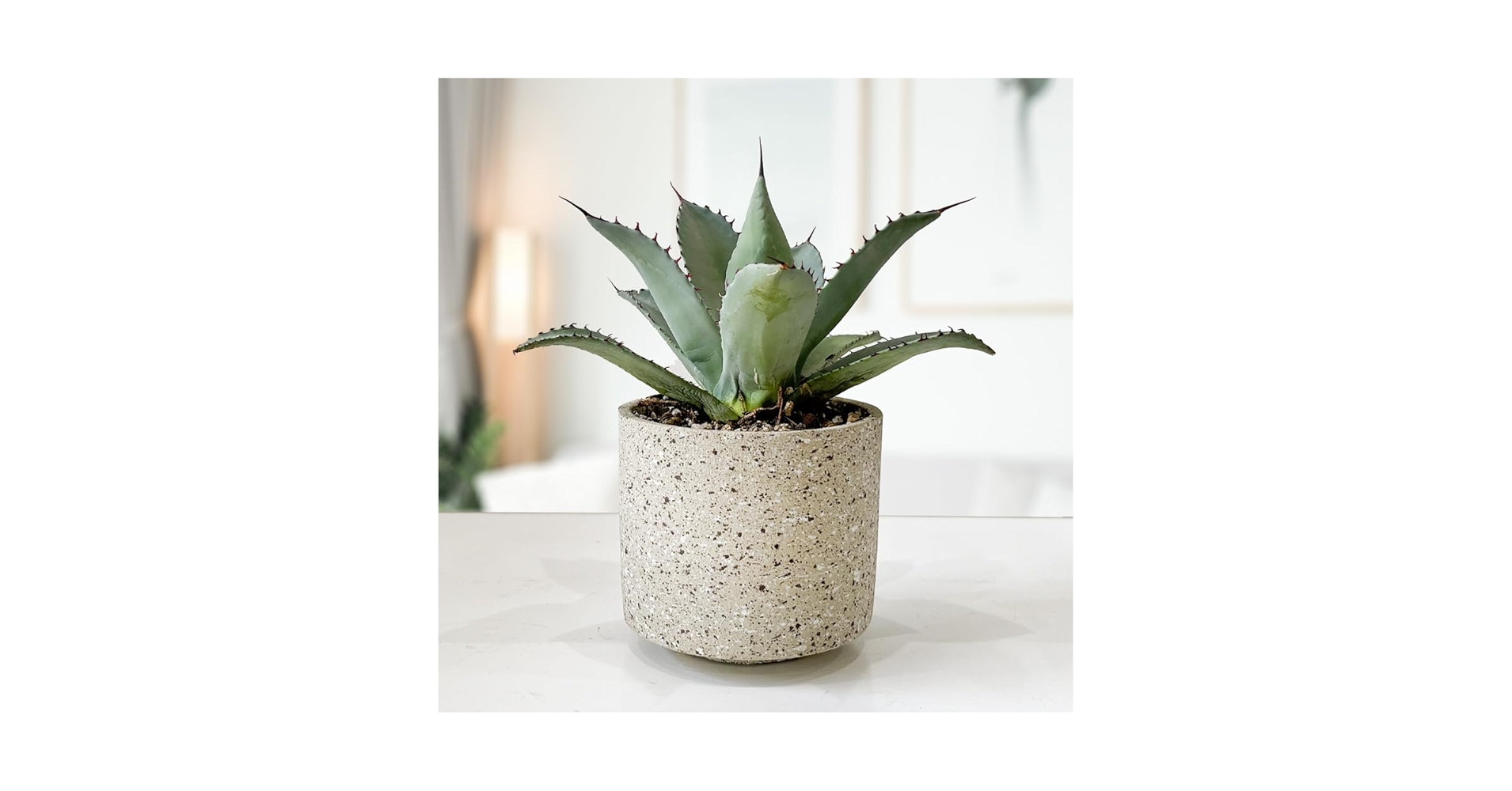 アガベ　トランカータ　５号鉢つき　ハンティントン丸葉タイプ❗　② Amazon｜アガベ パリー トランカータ 5号鉢 多肉植物 観葉植物