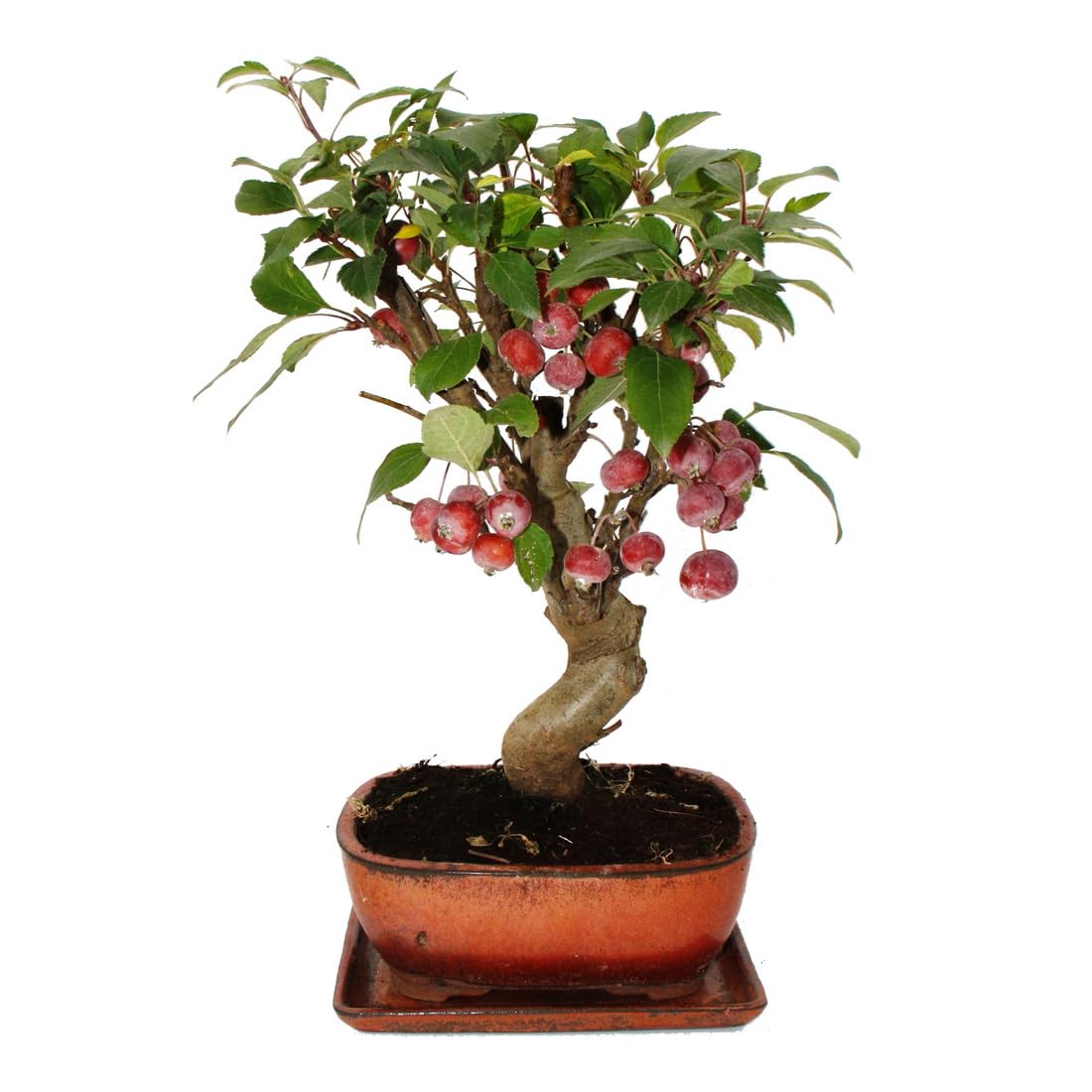 Bonsai Apfelbaum Zierapfel Malus 21cm Schale 12 Jahre incl. Untersetzer