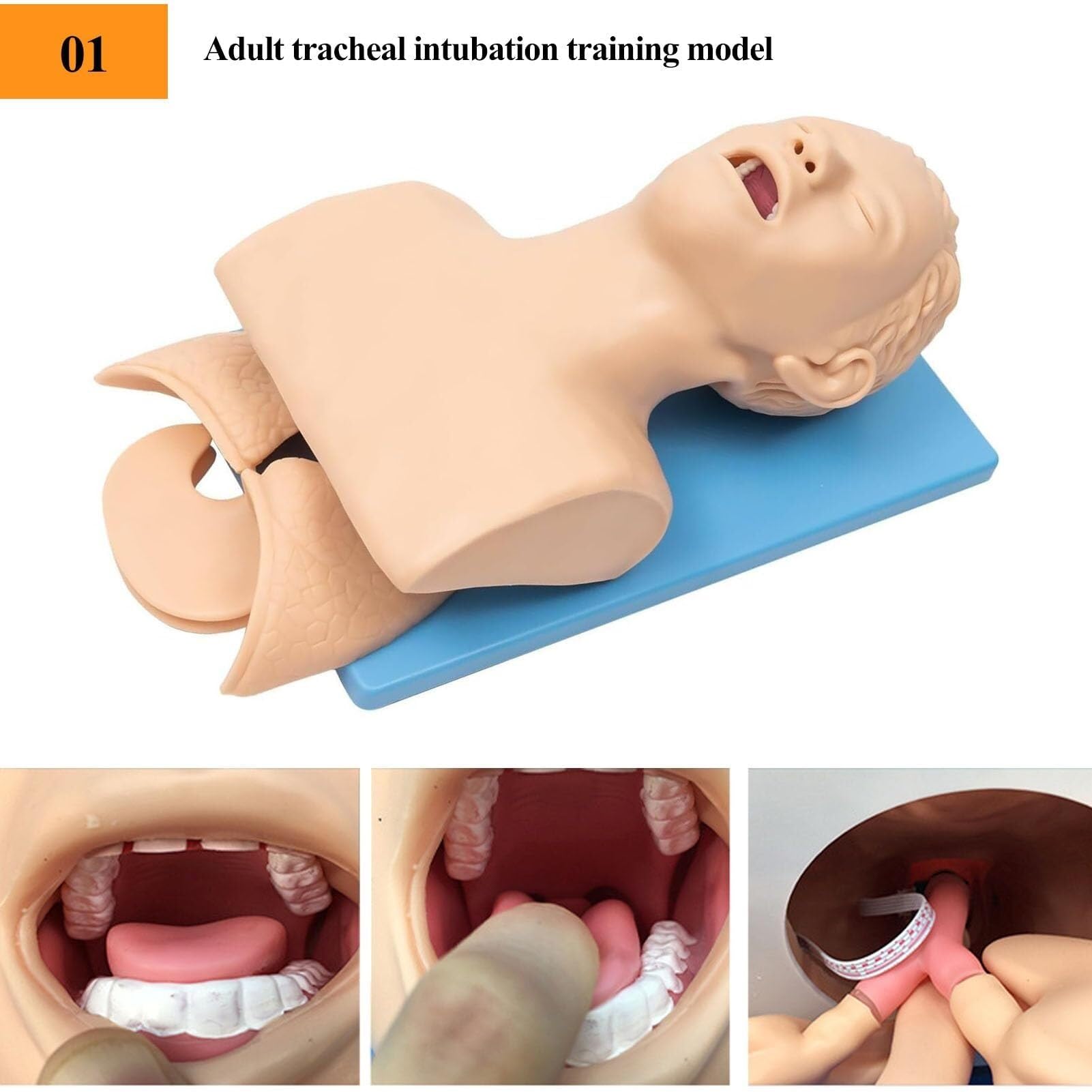 HEQIM Oral and Nasal Intubation Mannequin Trainer, endotracheal Intubation Mannequin, Airway Management Teaching aids with endotracheal Intubation, Intubation Training Simulator Teaching Model