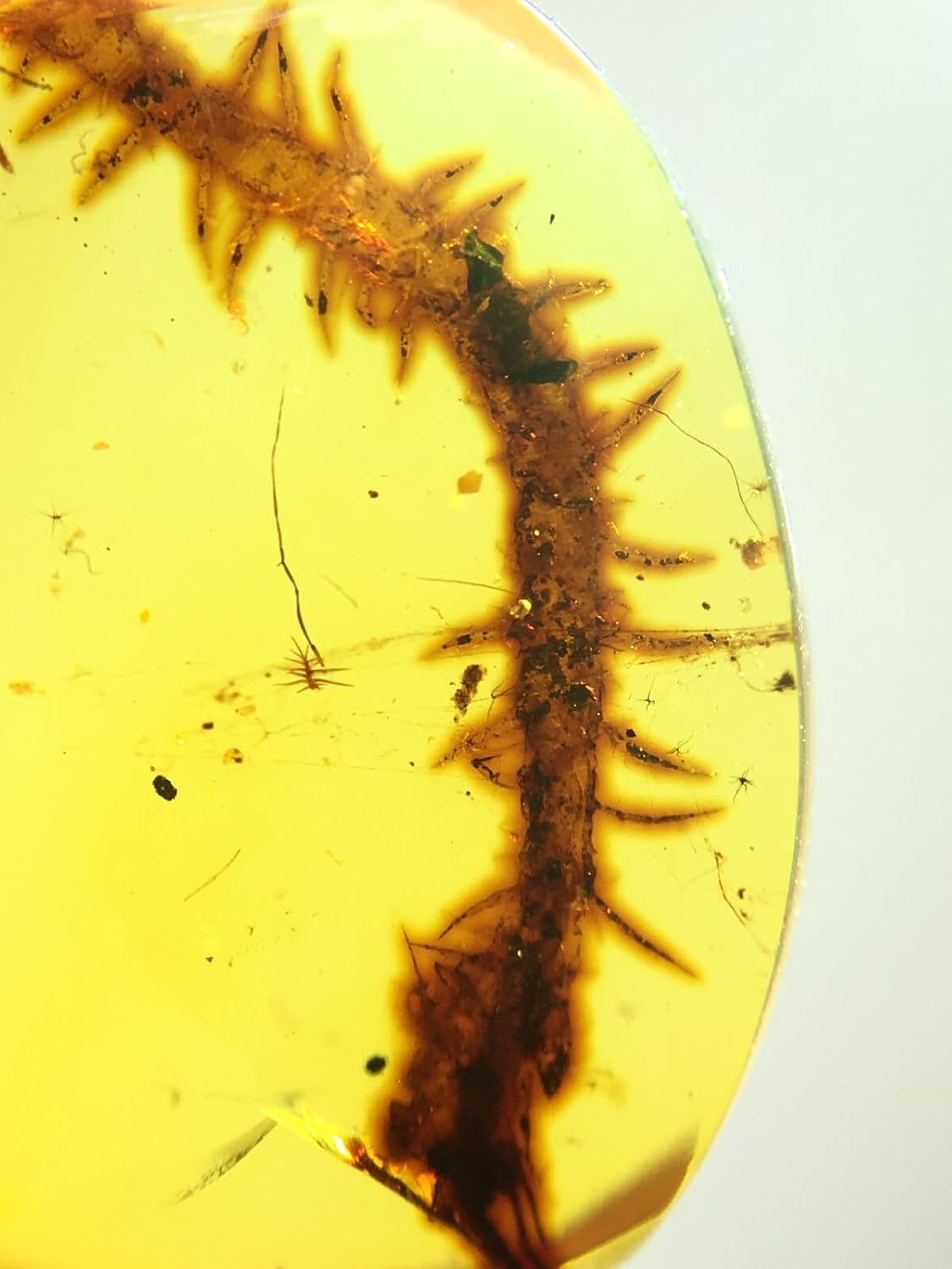 Burmese burmite Cretaceous Rare Big Centipede Insect Fossil Amber Myanmar