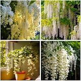 Mixrug Organic Arabian Jasmine Plant Seeds to Plant Non GMO,100 Pcs Climbing Fragrant Jasmine Seeds for Planting,Easy to Growing High Germination for Garden Balcony Trellis