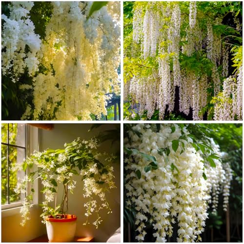 Mixrug Organic Arabian Jasmine Plant Seeds to Plant Non GMO,100