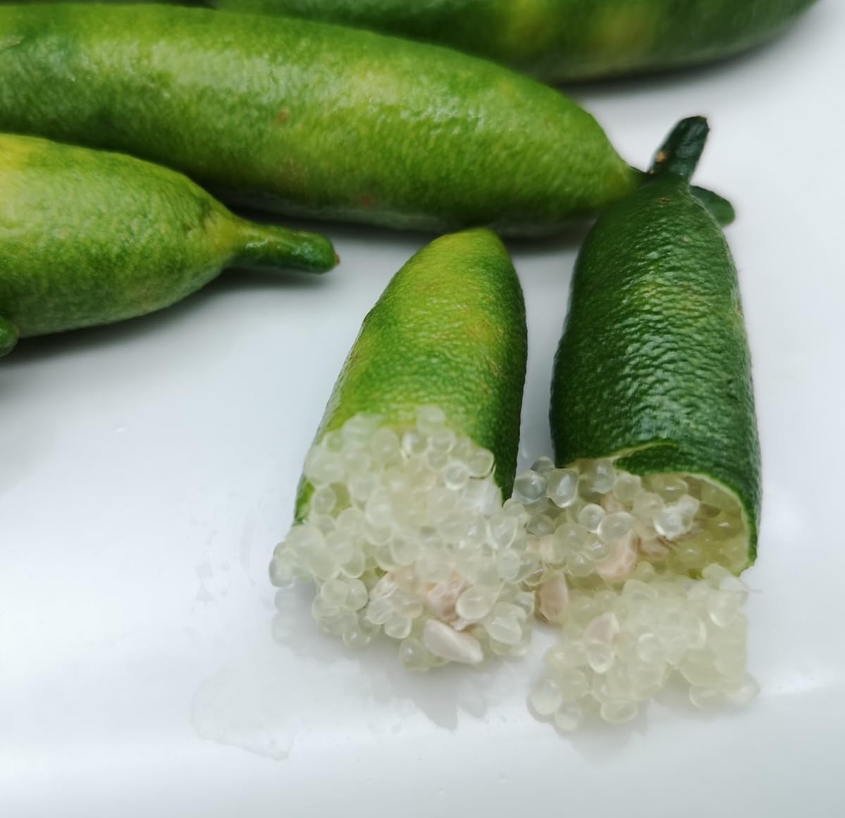 Pépins de Citron Caviar Microcitrus TASTYGREEN à forte germination pour agrumes rares