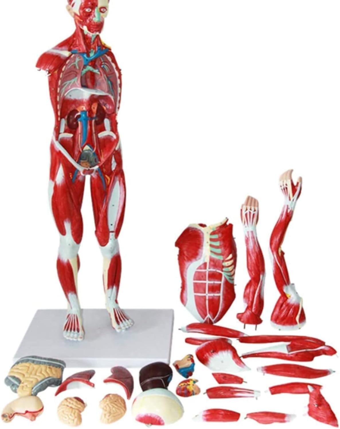 Model Ludzkiej Anatomii Mięśniowej Wyjmowanej Anatomii Ludzkiej (z Narządami Wewnętrznymi) Dla Materiałów Edukacyjnych Medycznych