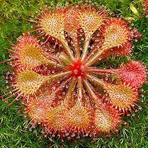 Zaden voor Tuinieren, 100 Stks Drosera Lovellae Zonnedauw Insectivorous Plant Gemakkelijk Grow Tuin Bonsai Decor – 4 #