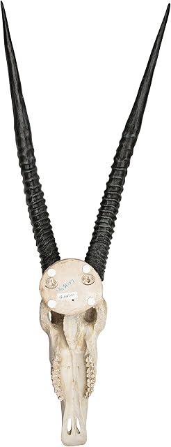 Design Toscano NG31557 Gemsbok African Wall Trophy