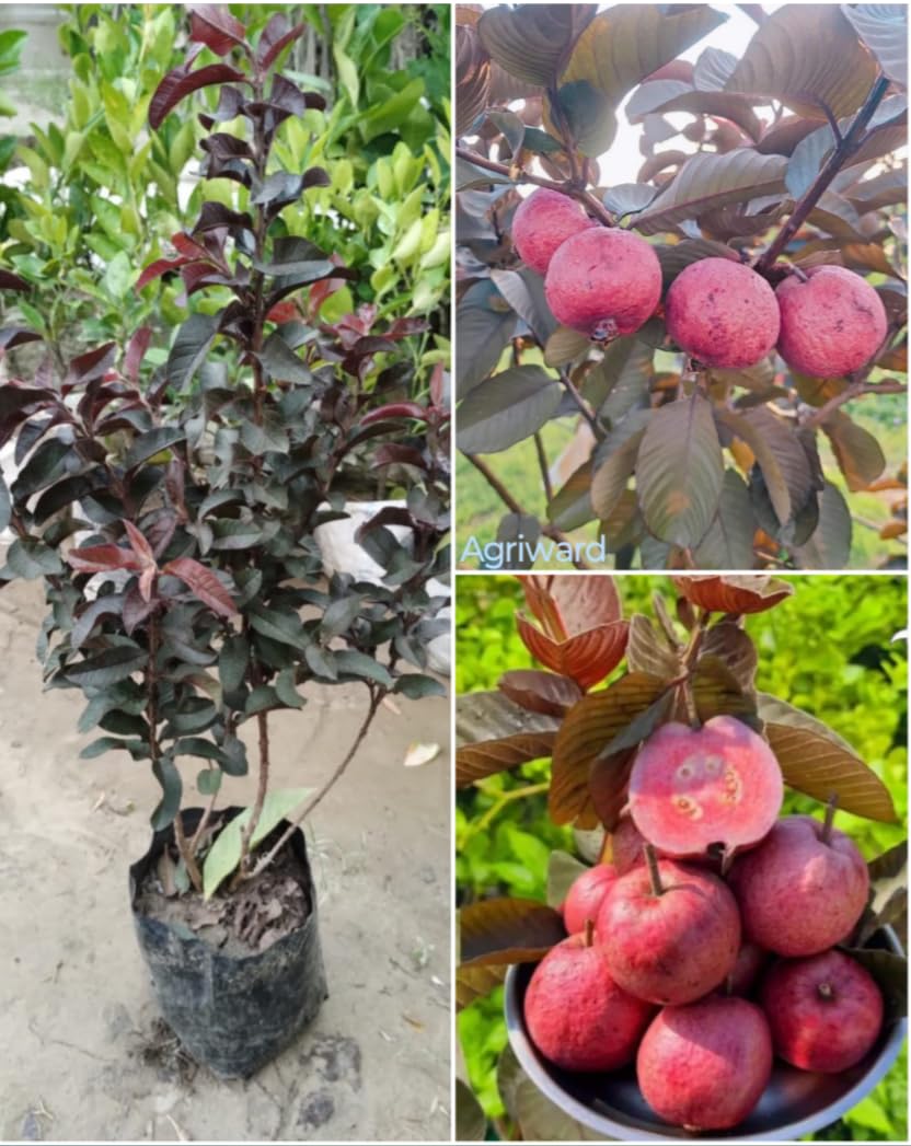 See full amazon price history chart for Thai Red Gouva Plant One Healthy Plant Grafted/Air-Layering Red skin Red Flesh All Season Hybrid Malayalam Red Gouva Plant, After Fruiting 6 Month, Hight 2 Feet Thai Red Gouva Plant One Healthy Plant Grafted/Air-Layering Red skin Red Flesh All Season Hybrid Malayalam Red Gouva Plant, After Fruiting 6 Month, Hight 2 Feet (B0DF66GGB6) Amazon Price History, Amazon Price Tracker