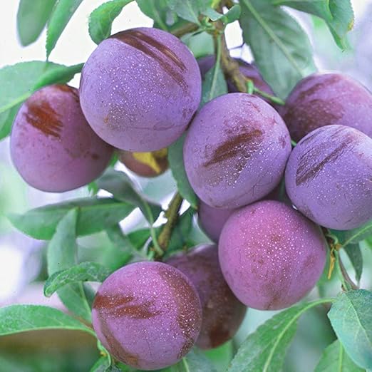 Amazon Co Jp スモモの苗木 品種 メスレー 品種で選べる果樹苗木 2年生 接木苗 15cmポット 平均樹高 60cm 1個 ポット植えなのでほぼ年中植付け可能 果重が30 60gと小ぶりですが 酸味がほとんどなく とっても甘い品種 果皮は黒紅色で 果肉は熟すと濃い紅色に