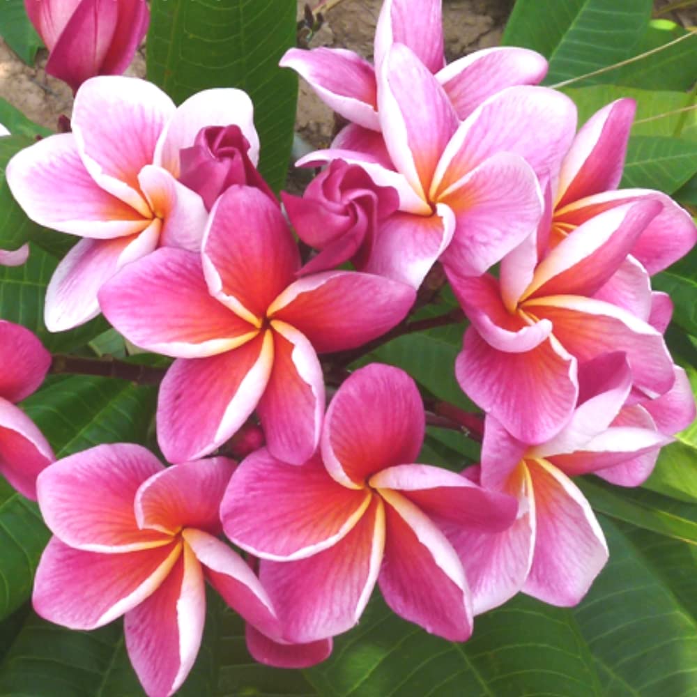 Amazon.co.jp: プルメリア シンクロニシティ 5号鉢 ☆スタンダード品種