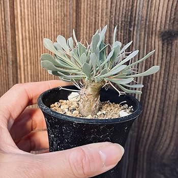 Amazon｜コーデックス：オトンナ ユーフォルビオイデス 実生*M