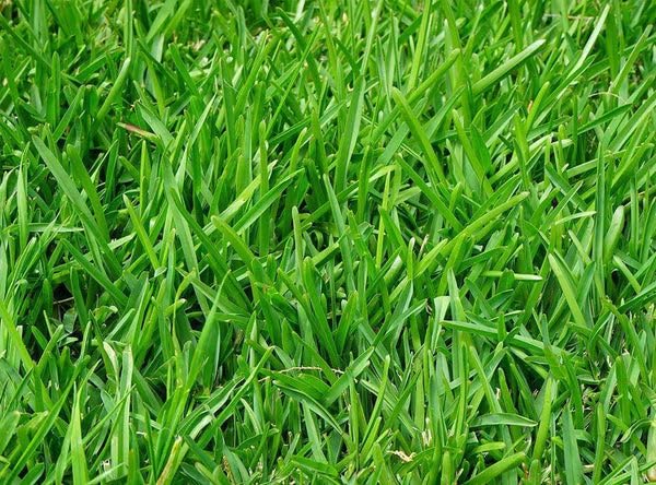 BE GROW Lawn and Ground Hybrid Grass Seed - 40 Gram Seed Suitable For Lawn, Nursery, Garden, Homegardening And Patio