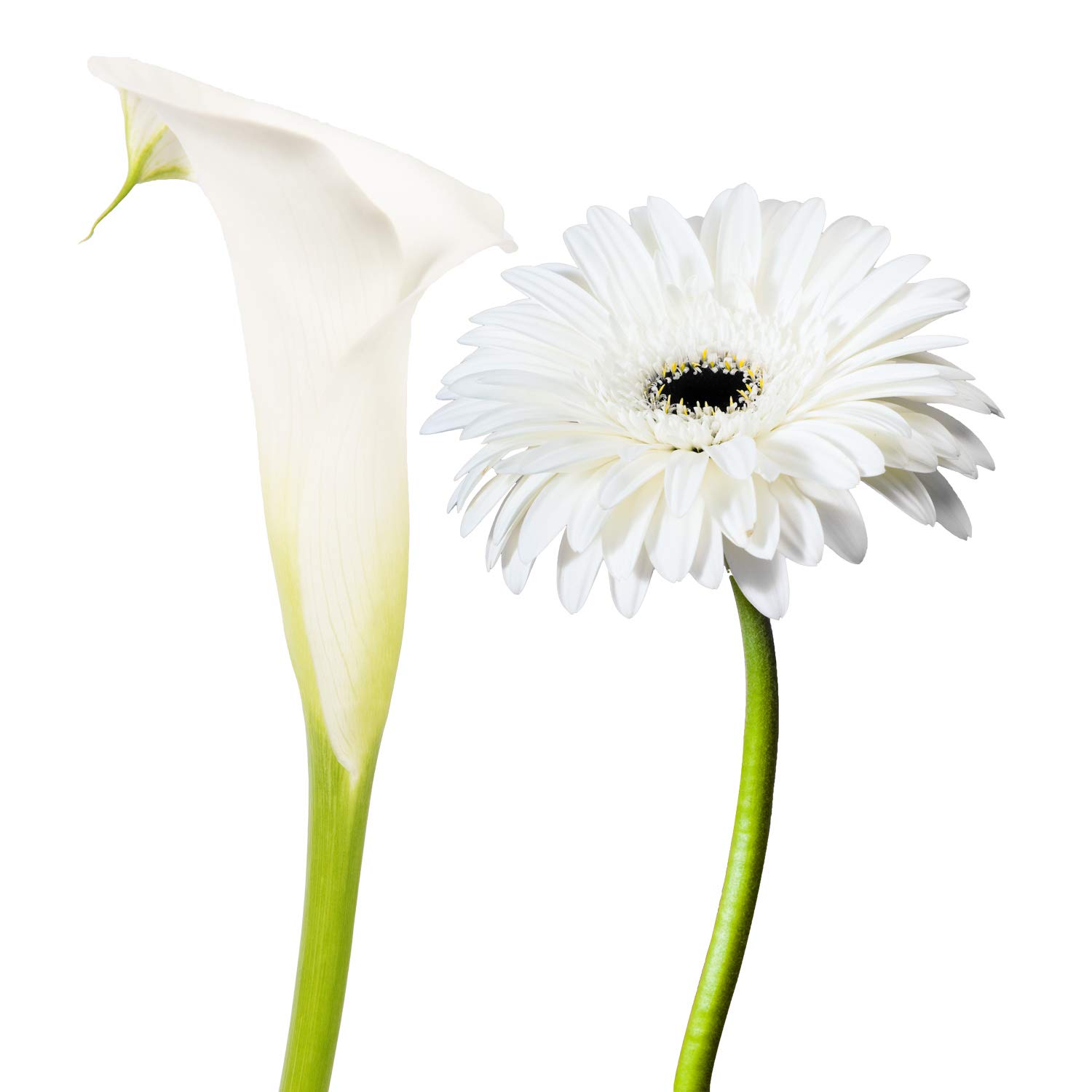 Mini Calla & Gerbera Combo White - 75 Stems - Fresh Cut Flowers - Floral Arrangements For Delivery By Bloomingmore | Home, Office, Wedding Decor, DIY, Party Event, Housewarming, Teacher and Engagement