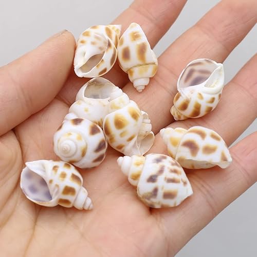 Miniatura 2 de Cuentas de concha natural multicolor para hacer manualidades, pecera, acuario, decoración del hogar, B0B6PQRLRM