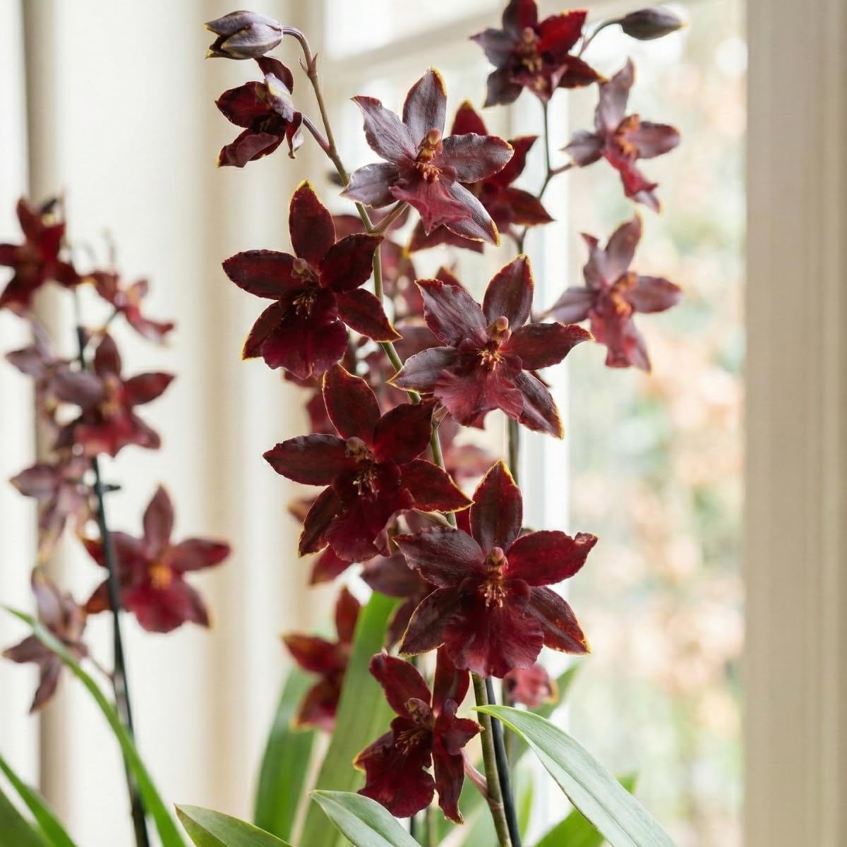 Mini Orchideen, 3 Zimmerpflanzen Mischung aus Holland. Mix von 3 Farben (Gelb, Braun und Rosa). 15-20cm hoch, mit Blüten. Cambria, Colmonara, Brassia (keine künstliche Orchidee, ohne Dünger und Topf)