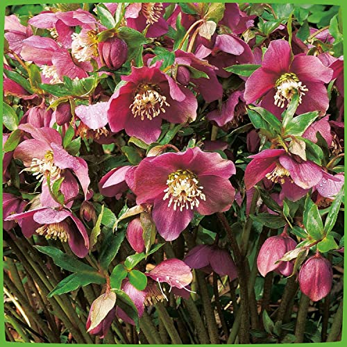 Lenzrose 'Red Lady' - Helleborus Orientalis