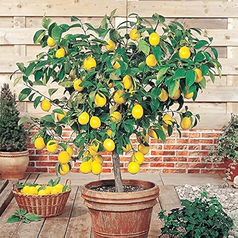 YEGAOL Dwarf Lemon Tree Seeds 50Pcs Cover