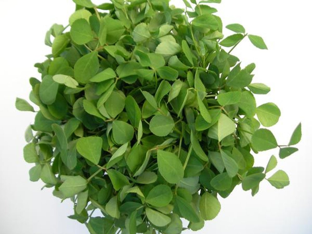 Fenugreek Metha Green Methi Herb Seeds for Kitchen Garden 400 Seeds by AllThatGrows