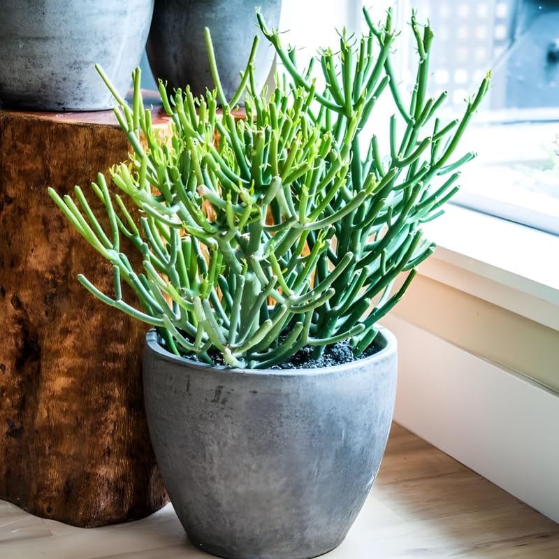 Pencil Cactus Live Plant | Variegated Pencil Cactus Bare Root | Pencil Plant Live Succulent | Live Cactus Plants Indoor for Home Decor, Office Styling & Modern Houseplant Displays