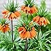 Produktbild COOTO Garden 1x Kaiserkronen Zwiebel orange Fritillaria Imperialis Kaiserkrone Blumenzwiebel Fritillaria Frühlingsblumenzwiebel William Rex