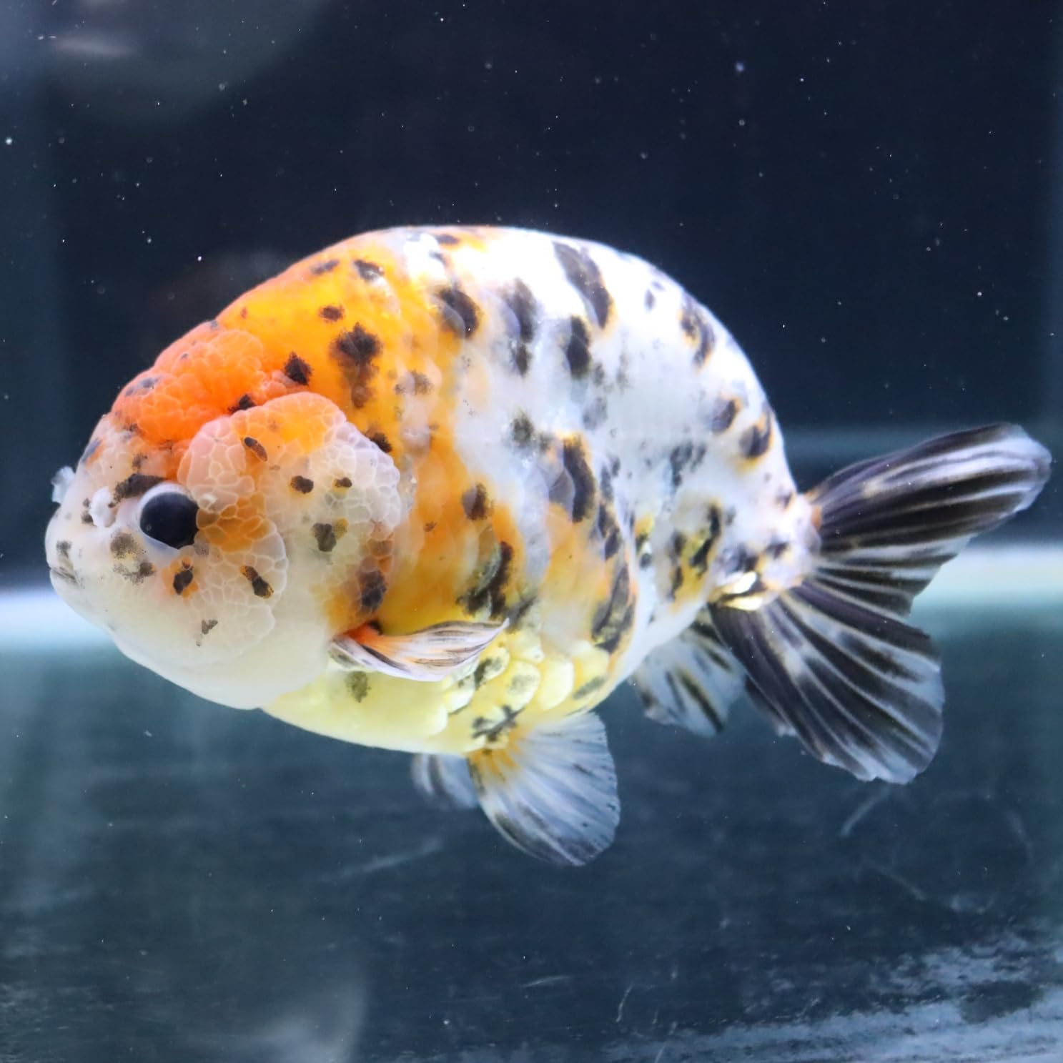 Amazon | 【極上選別個体】極美！ 江戸錦 15cm位 （金魚）（生体 