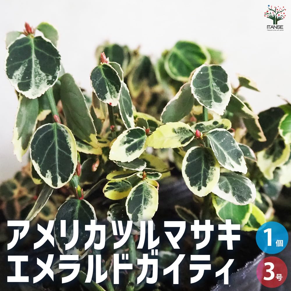 Amazon.co.jp: ITANSE アメリカツルマサキ エメラルドガイティ 3