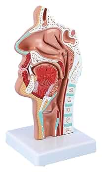 口腔解剖学　筋学、内臓学 シエン社 | 口腔解剖学 骨学 学習サイドノート