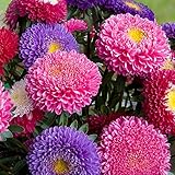 Semillas de China Aster Princess Mix - Callistephus chinensis